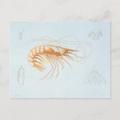  garnalen, Marine Life Ocean Animals Anatomy Briefkaart (Voorkant)