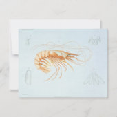  garnalen, Marine Life Ocean Animals Anatomy Kaart (Voorkant)