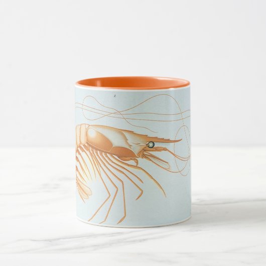  garnalen, Marine Life Ocean Animals Anatomy Mok (Midden)