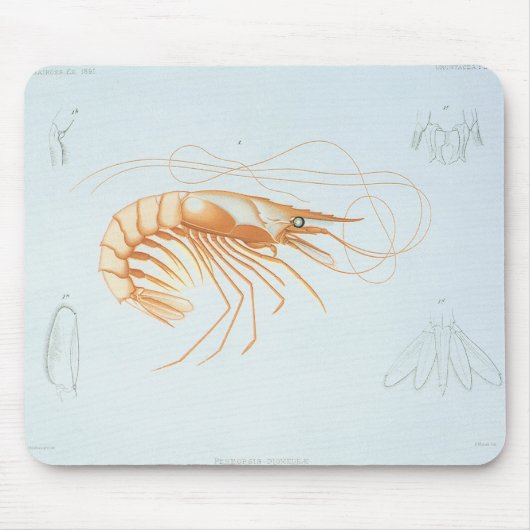 garnalen, Marine Life Ocean Animals Anatomy Muismat (Voorkant)