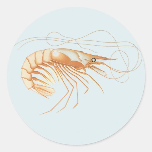  garnalen, Marine Life Ocean Animals Anatomy Ronde Sticker (Voorkant)