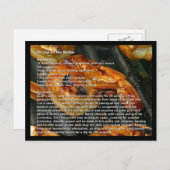 Garnalen op de Recept Kaart (Voorkant / Achterkant)