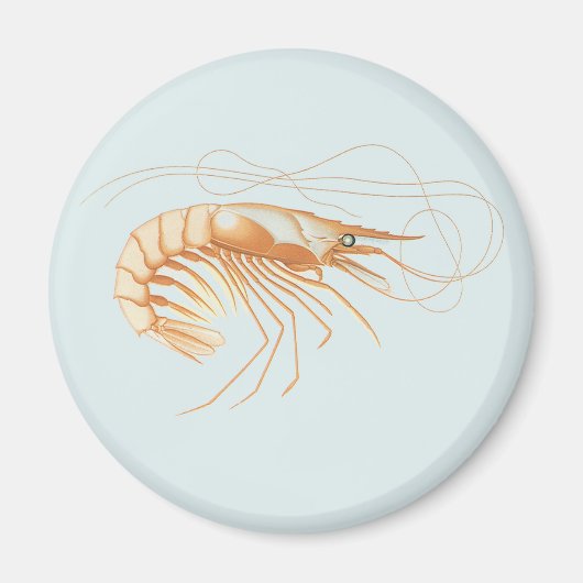 garnalenanatomie, zeedieren magneet (Voorkant)