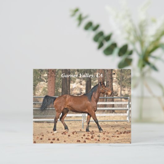Garner Valley Briefkaart (Staand voorkant)