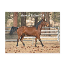 Garner Valley Briefkaart