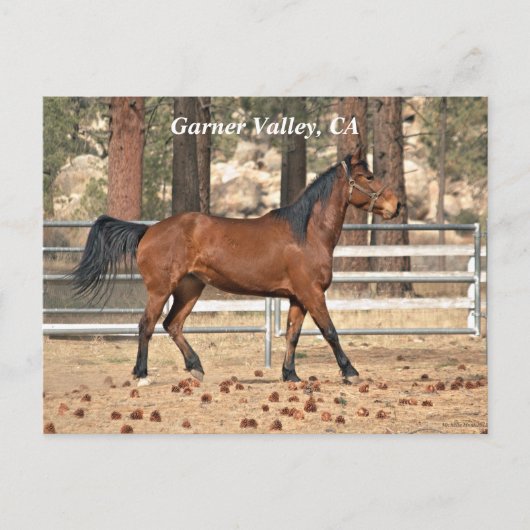 Garner Valley Briefkaart (Voorkant)