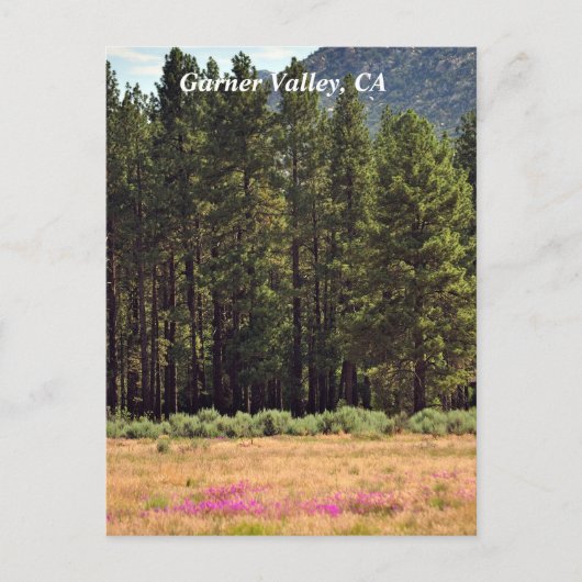 Garner Valley, CA-briefkaart Briefkaart (Voorkant)