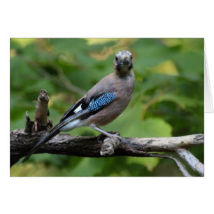 Garrulus glandarius - Eichelhäher