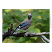 Garrulus glandarius - Eichelhäher (Voorkant Horizontaal)