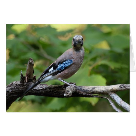 Garrulus glandarius - Eichelhäher (Voorkant Horizontaal)