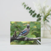 Garrulus glandarius - Eichelhäher Briefkaart (Staand voorkant)
