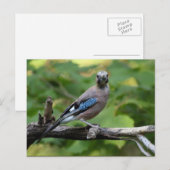 Garrulus glandarius - Eichelhäher Briefkaart (Voorkant / Achterkant)