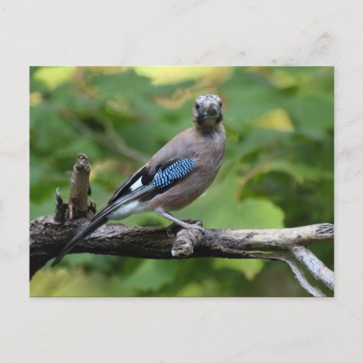Garrulus glandarius - Eichelhäher Briefkaart (Voorkant)