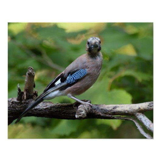 Garrulus glandarius - Eichelhäher Perfect Poster (Voorkant)
