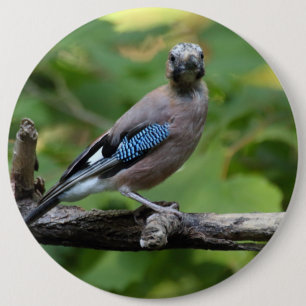 Garrulus glandarius - Eichelhäher Ronde Button 6,0 Cm