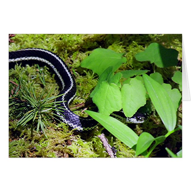 Garter Snake (Voorkant Horizontaal)