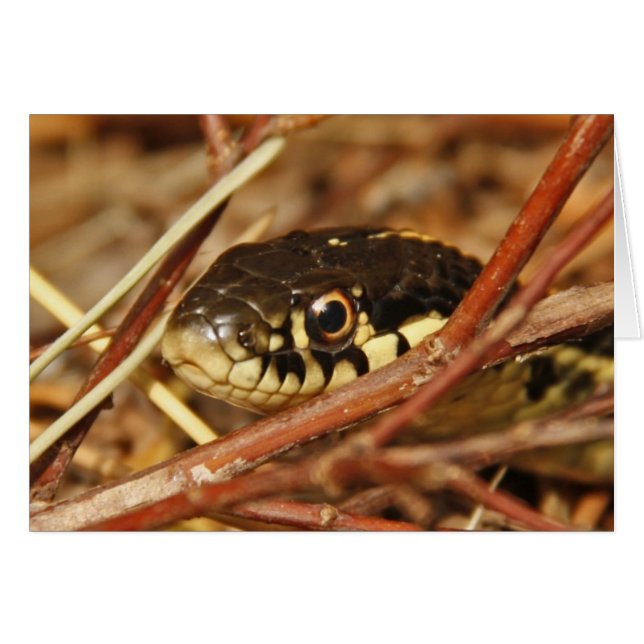 Garter Snake (Voorkant Horizontaal)