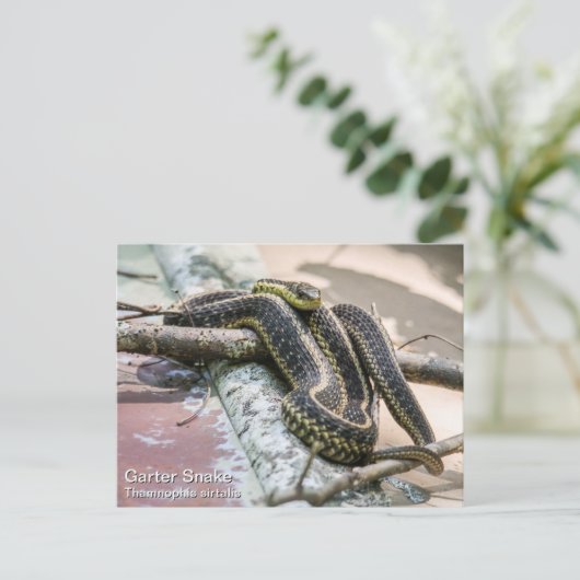 Garter Snake Briefkaart (Staand voorkant)