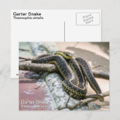 Garter Snake Briefkaart (Voorkant / Achterkant)