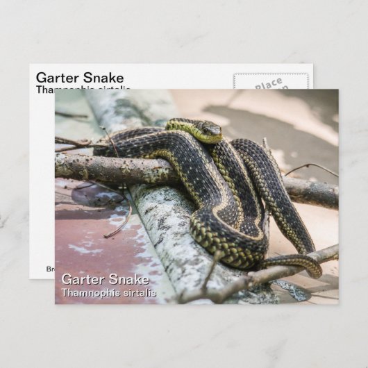 Garter Snake Briefkaart (Voorkant / Achterkant)
