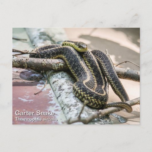 Garter Snake Briefkaart (Voorkant)