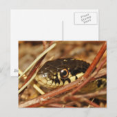 Garter Snake Briefkaart (Voorkant / Achterkant)