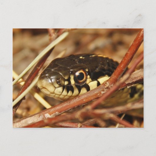 Garter Snake Briefkaart (Voorkant)