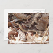 Garter Snake Briefkaart (Voorkant / Achterkant)
