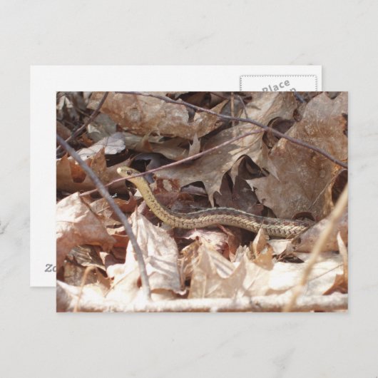 Garter Snake Briefkaart (Voorkant / Achterkant)