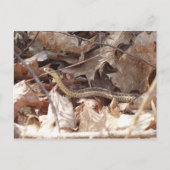 Garter Snake Briefkaart (Voorkant)