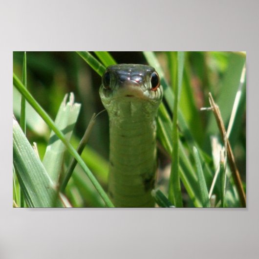 Garter Snake in de gras Poster (Voorkant)