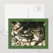 Garter Snake on Rocks (Green Border)-Thamnophis Briefkaart (Voorkant / Achterkant)