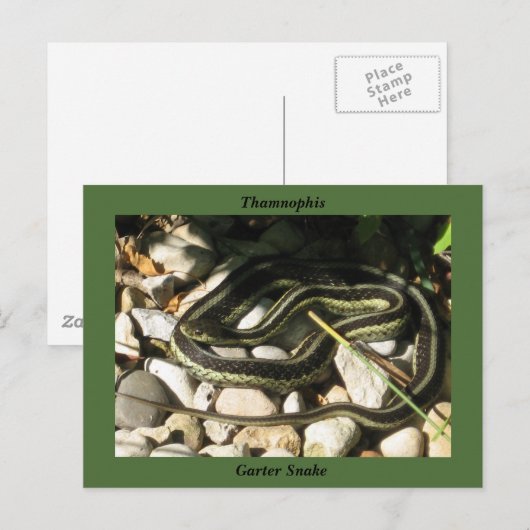 Garter Snake on Rocks (Green Border)-Thamnophis Briefkaart (Voorkant / Achterkant)