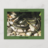 Garter Snake on Rocks (Green Border)-Thamnophis Briefkaart (Voorkant)