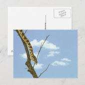 Garter Snake op een Limb tegen een blauwe hemel Briefkaart (Voorkant / Achterkant)