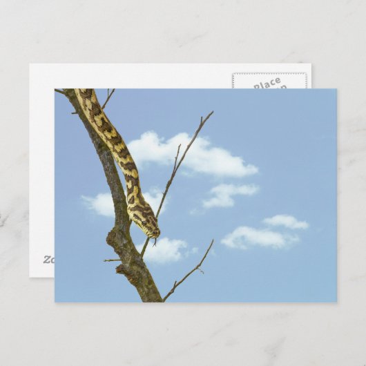 Garter Snake op een Limb tegen een blauwe hemel Briefkaart (Voorkant / Achterkant)