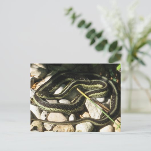 Garter Snake op Rocks Briefkaart (Staand voorkant)