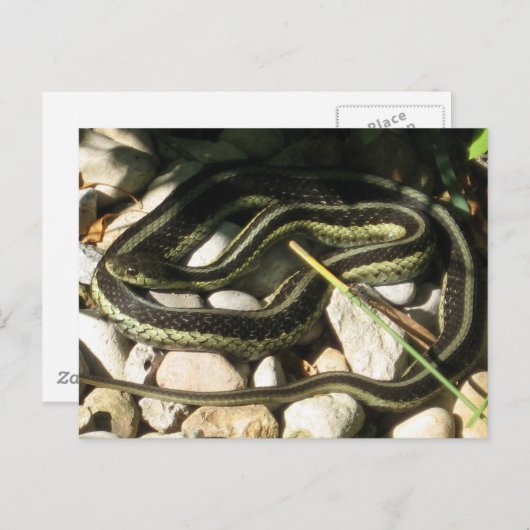 Garter Snake op Rocks Briefkaart (Voorkant / Achterkant)