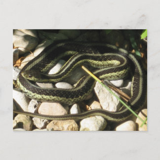 Garter Snake op Rocks Briefkaart