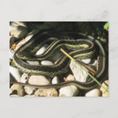 Garter Snake op Rocks Briefkaart (Voorkant)
