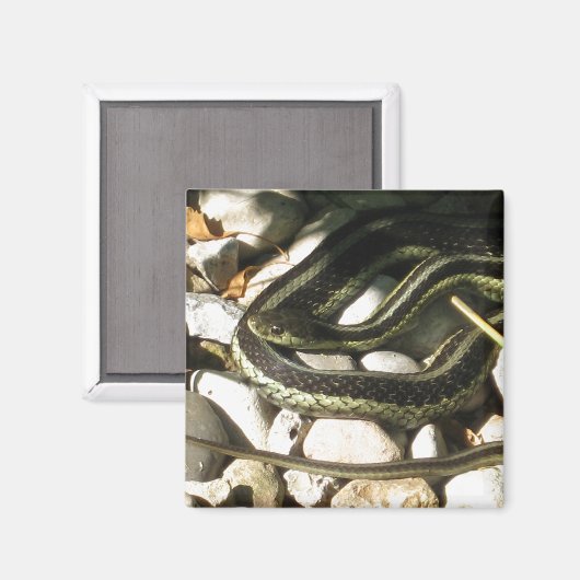 Garter Snake op Rocks Magneet (Voorkant / Achterkant)