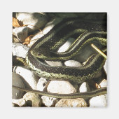 Garter Snake op Rocks Magneet (Voorkant)