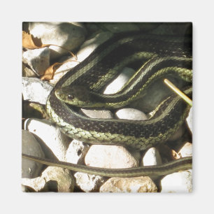 Garter Snake op Rocks Magneet