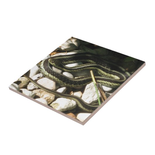 Garter Snake op Rocks Tegeltje (Zijkant)
