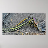 Garter Snake Poster (Voorkant)