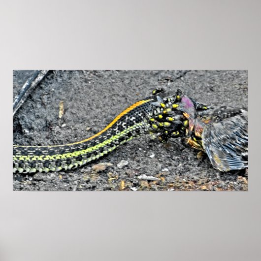 Garter Snake Poster (Voorkant)