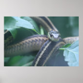Garter Snake Poster (Voorkant)