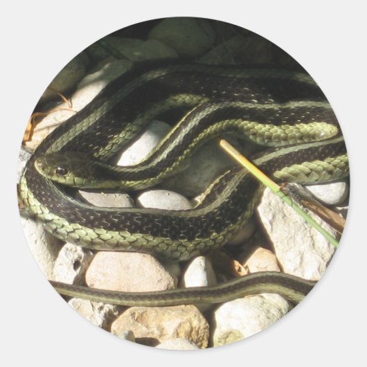 Garter Snake Ronde Sticker (Voorkant)