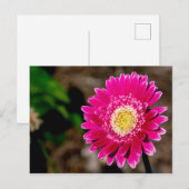 Garvinea Sweet Fiesta Gerber Daisy Aankondigingskaart (Voorkant / Achterkant)