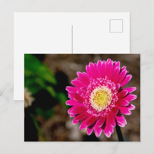 Garvinea Sweet Fiesta Gerber Daisy Aankondigingskaart (Voorkant / Achterkant)